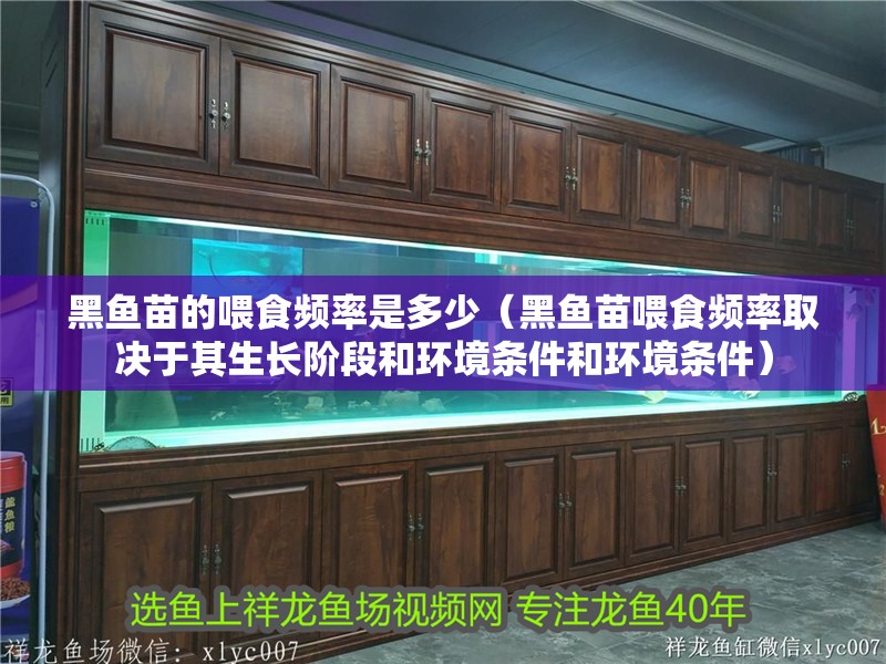黑魚苗的喂食頻率是多少（黑魚苗喂食頻率取決于其生長階段和環境條件和環境條件）