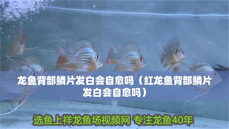 龍魚背部鱗片發白會自愈嗎（紅龍魚背部鱗片發白會自愈嗎）