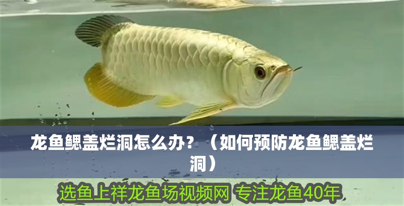 龍魚鰓蓋爛洞怎么辦？（如何預(yù)防龍魚鰓蓋爛洞）
