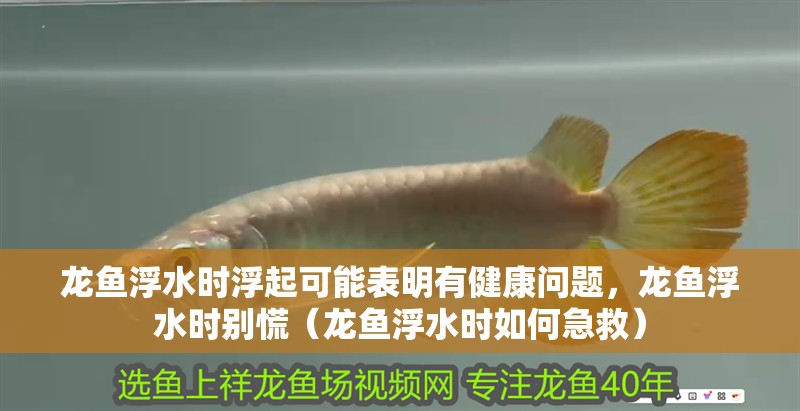 龍魚浮水時浮起可能表明有健康問題，龍魚浮水時別慌（龍魚浮水時如何急救）