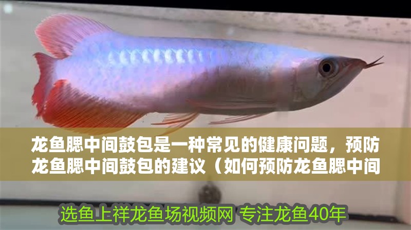 龍魚腮中間鼓包是一種常見的健康問題，預(yù)防龍魚腮中間鼓包的建議（如何預(yù)防龍魚腮中間鼓包）