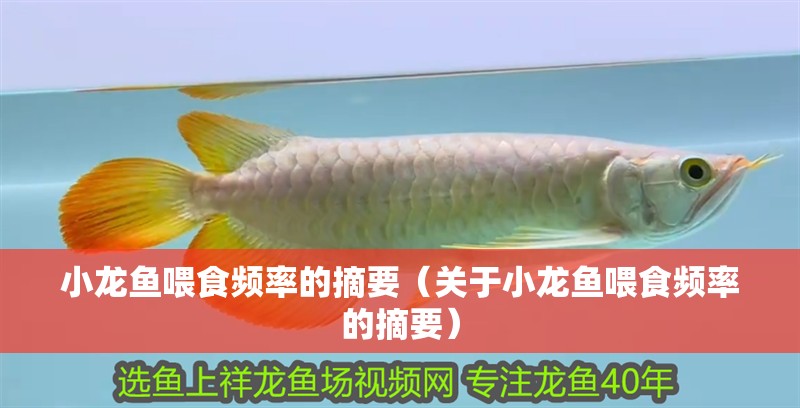 小龍魚喂食頻率的摘要（關(guān)于小龍魚喂食頻率的摘要）