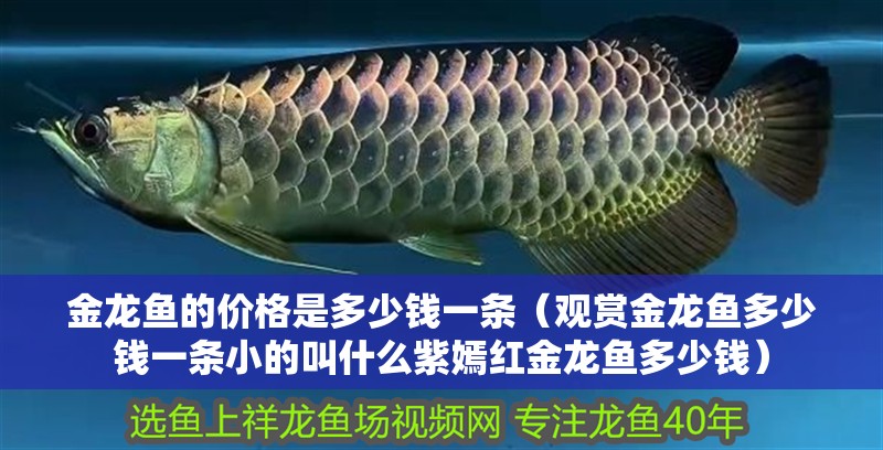金龍魚(yú)的價(jià)格是多少錢(qián)一條（觀賞金龍魚(yú)多少錢(qián)一條小的叫什么紫嫣紅金龍魚(yú)多少錢(qián)） 金龍魚(yú)的價(jià)格是多少錢(qián)一條（觀賞金龍魚(yú)多少錢(qián)一條小的叫什么紫嫣紅金龍魚(yú)多少錢(qián)） 觀賞魚(yú)百科