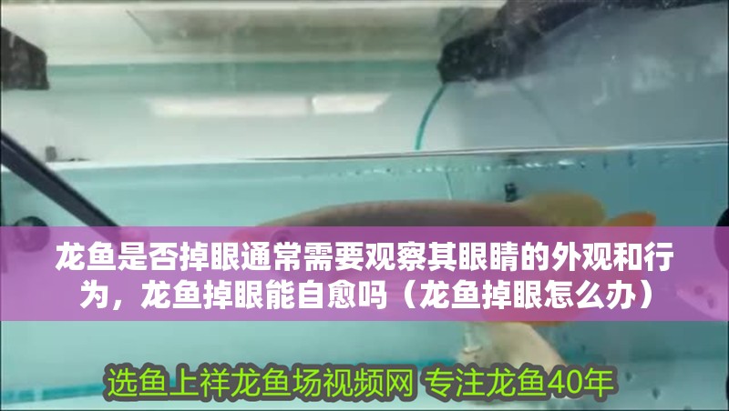 龍魚是否掉眼通常需要觀察其眼睛的外觀和行為，龍魚掉眼能自愈嗎（龍魚掉眼怎么辦）