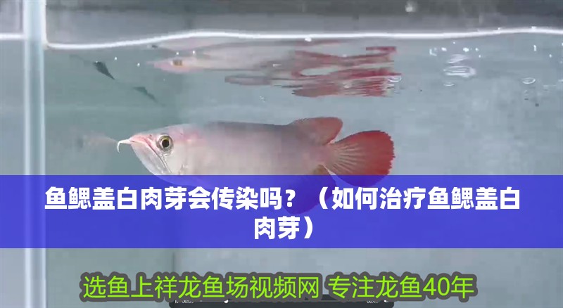 魚鰓蓋白肉芽會傳染嗎？（如何治療魚鰓蓋白肉芽） 魚鰓蓋白肉芽會傳染嗎？（如何治療魚鰓蓋白肉芽） 龍魚百科
