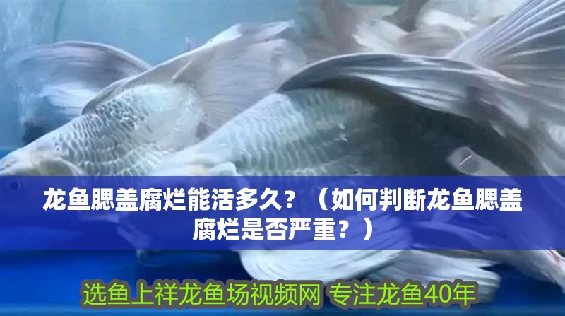 龍魚腮蓋腐爛能活多久？（如何判斷龍魚腮蓋腐爛是否嚴重？）
