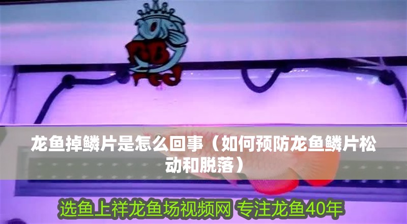 龍魚掉鱗片是怎么回事（如何預防龍魚鱗片松動和脫落）