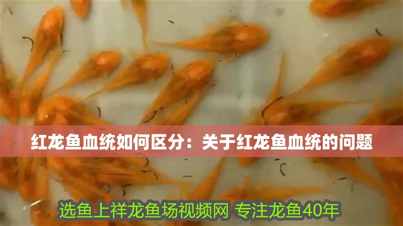 紅龍魚血統如何區分：關于紅龍魚血統的問題