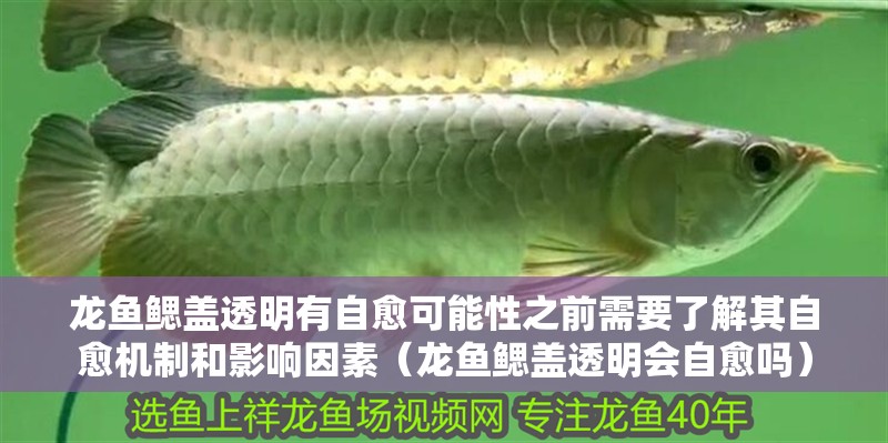 龍魚鰓蓋透明有自愈可能性之前需要了解其自愈機制和影響因素（龍魚鰓蓋透明會自愈嗎）