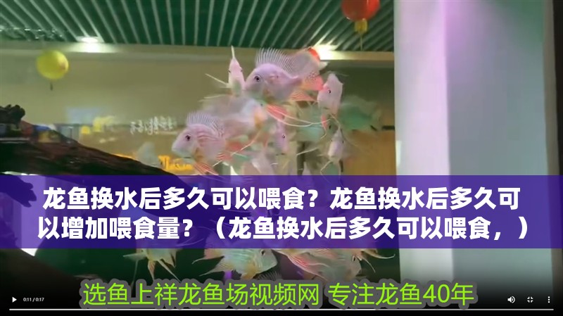 龍魚換水后多久可以喂食？龍魚換水后多久可以增加喂食量？（龍魚換水后多久可以喂食，）