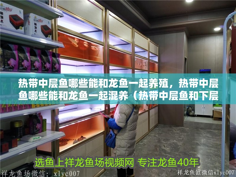 熱帶中層魚哪些能和龍魚一起養殖，熱帶中層魚哪些能和龍魚一起混養（熱帶中層魚和下層魚哪些能和龍魚一起養殖）