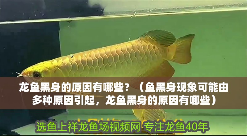 龍魚黑身的原因有哪些？（魚黑身現象可能由多種原因引起，龍魚黑身的原因有哪些）
