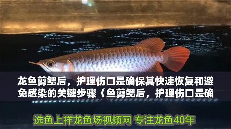龍魚(yú)剪鰓后，護(hù)理傷口是確保其快速恢復(fù)和避免感染的關(guān)鍵步驟（魚(yú)剪鰓后，護(hù)理傷口是確保其快速恢復(fù)和避免感染的關(guān)鍵步驟）