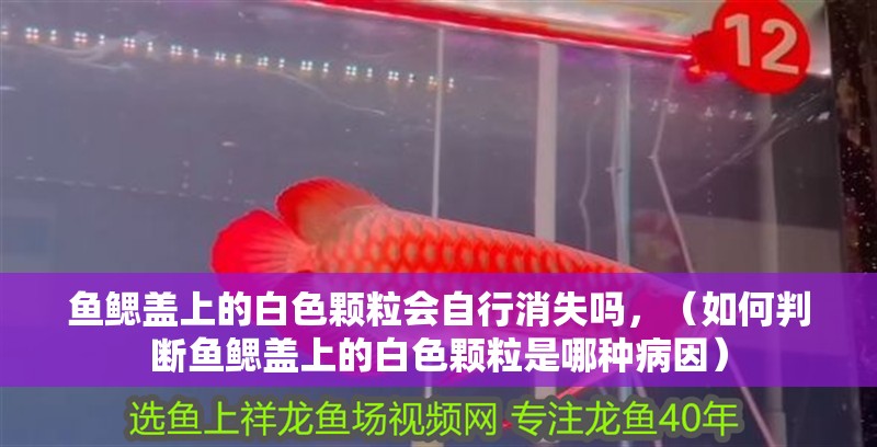 魚缸用增氧泵價(jià)格是多少:魚缸增氧機(jī)-xtrac增氧機(jī)-xtrac增氧機(jī) 魚鰓蓋上的白色顆粒會(huì)自行消失嗎,(如何判斷魚鰓蓋上的白色顆粒是哪種病因) 龍魚百科 魚鰓蓋上的白色顆粒會(huì)自行消失嗎,(如何判斷魚鰓蓋上的白色顆粒是哪種病因) 魚鰓蓋上的白色顆粒會(huì)自行消失嗎,(如何判斷魚鰓蓋上的白色顆粒是哪種病因) 龍魚百科