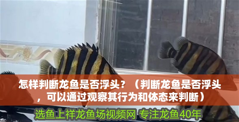 怎樣判斷龍魚是否浮頭？（判斷龍魚是否浮頭，可以通過觀察其行為和體態來判斷） 怎樣判斷龍魚是否浮頭？（判斷龍魚是否浮頭，可以通過觀察其行為和體態來判斷） 龍魚百科