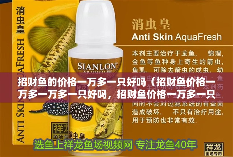 招財魚的價格一萬多一只好嗎（招財魚價格一萬多一萬多一只好嗎，招財魚價格一萬多一只好嗎）