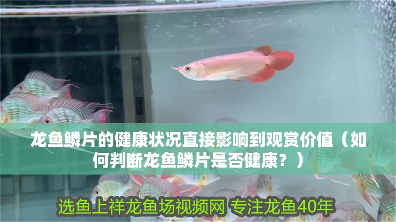 龍魚鱗片的健康狀況直接影響到觀賞價值（如何判斷龍魚鱗片是否健康？）