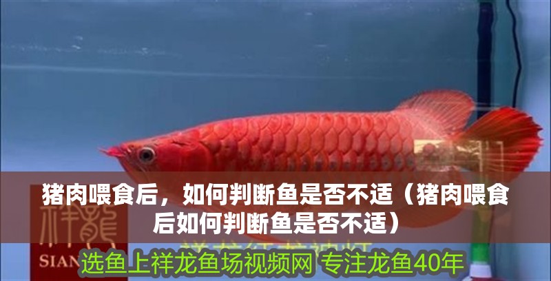 豬肉喂食后，如何判斷魚是否不適（豬肉喂食后如何判斷魚是否不適）