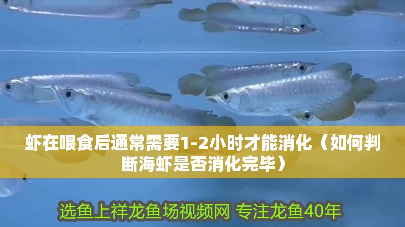 蝦在喂食后通常需要1-2小時才能消化（如何判斷海蝦是否消化完畢）