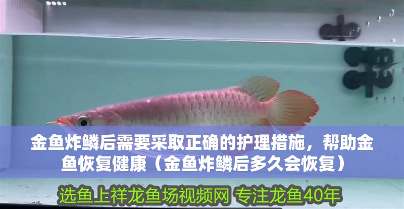金魚炸鱗后需要采取正確的護理措施，幫助金魚恢復健康（金魚炸鱗后多久會恢復）