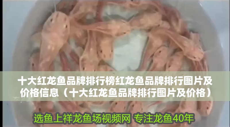 十大紅龍魚品牌排行榜紅龍魚品牌排行圖片及價格信息（十大紅龍魚品牌排行圖片及價格）