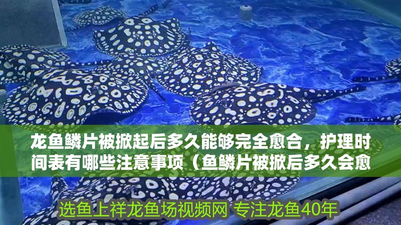 龍魚鱗片被掀起后多久能夠完全愈合，護理時間表有哪些注意事項（魚鱗片被掀后多久會愈合？）