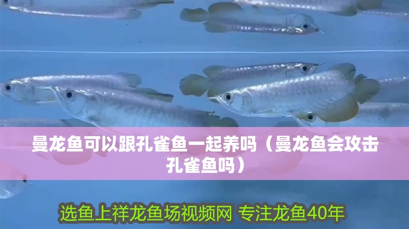 曼龍魚可以跟孔雀魚一起養嗎（曼龍魚會攻擊孔雀魚嗎）