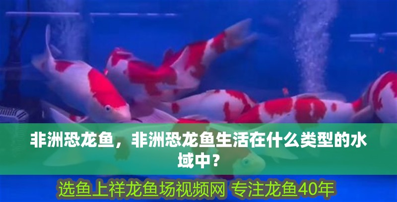 非洲恐龍魚，非洲恐龍魚生活在什么類型的水域中？