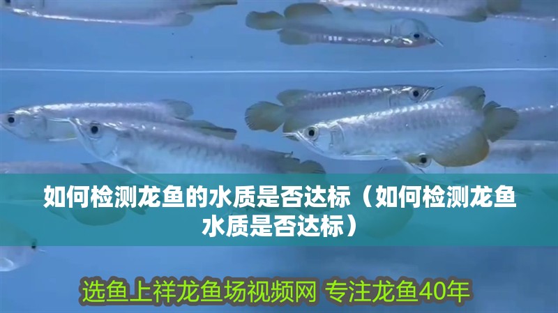 如何檢測龍魚的水質是否達標（如何檢測龍魚水質是否達標）
