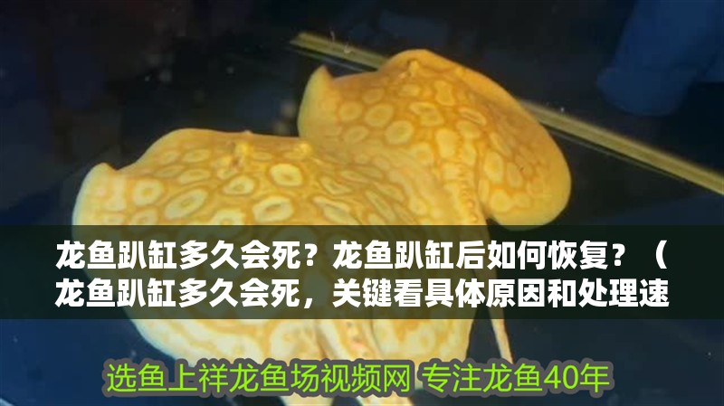 龍魚趴缸多久會死？龍魚趴缸后如何恢復？（龍魚趴缸多久會死，關鍵看具體原因和處理速度）