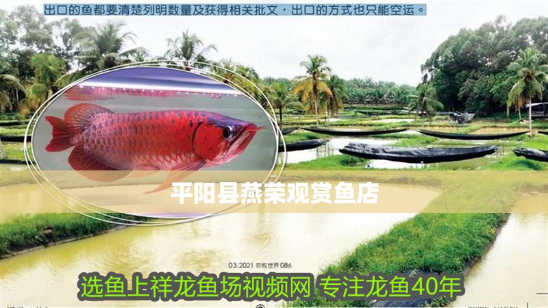 平陽縣燕榮觀賞魚店