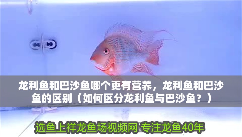 龍利魚和巴沙魚哪個更有營養(yǎng)，龍利魚和巴沙魚的區(qū)別（如何區(qū)分龍利魚與巴沙魚？）