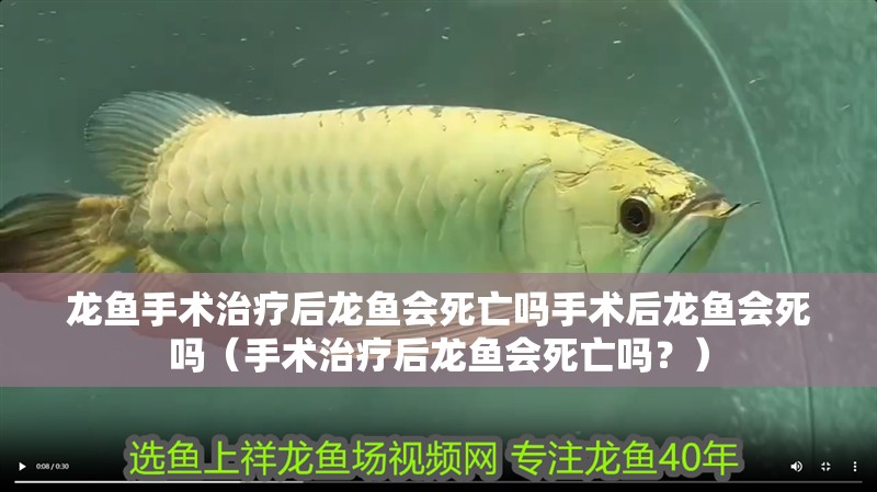 龍魚手術(shù)治療后龍魚會(huì)死亡嗎手術(shù)后龍魚會(huì)死嗎（手術(shù)治療后龍魚會(huì)死亡嗎？）
