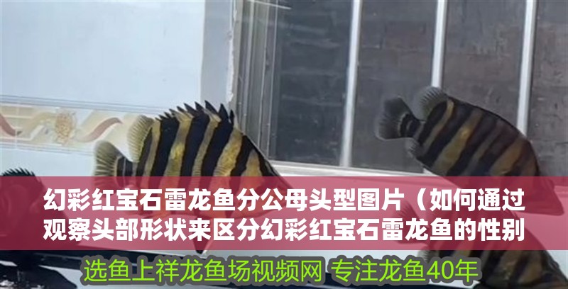 幻彩紅寶石雷龍魚分公母頭型圖片（如何通過觀察頭部形狀來區(qū)分幻彩紅寶石雷龍魚的性別？）