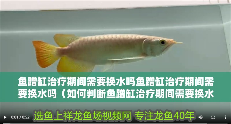 魚蹭缸治療期間需要換水嗎魚蹭缸治療期間需要換水嗎（如何判斷魚蹭缸治療期間需要換水？）