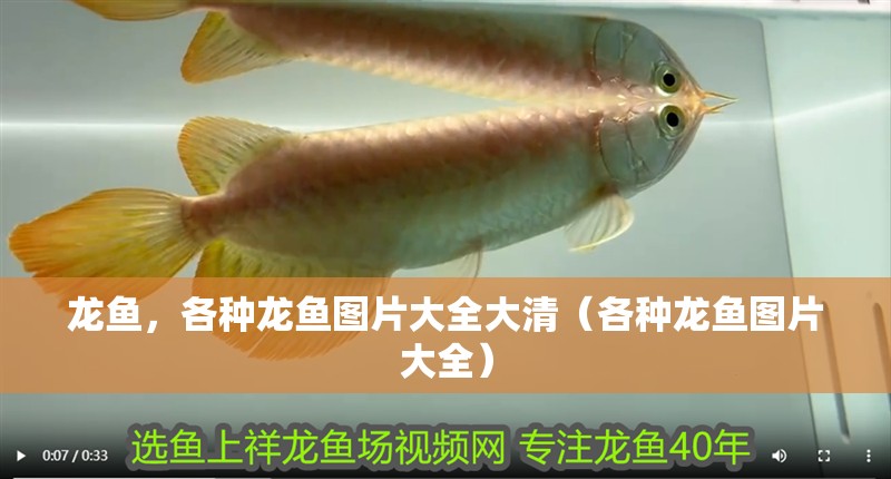 龍魚，各種龍魚圖片大全大清（各種龍魚圖片大全）