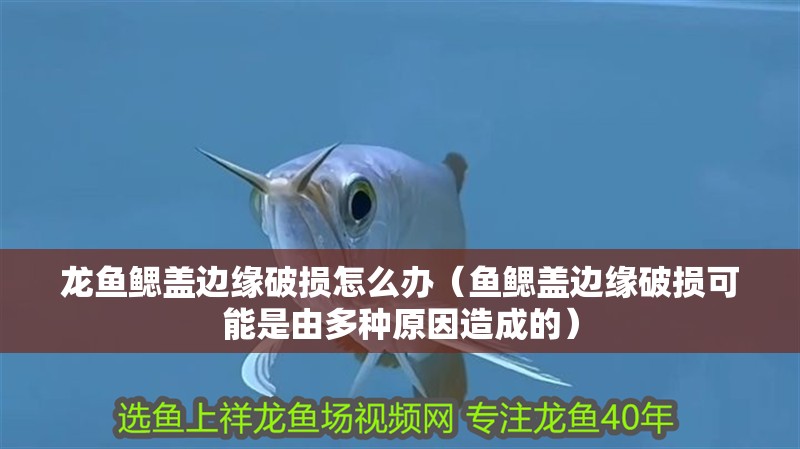 龍魚鰓蓋邊緣破損怎么辦（魚鰓蓋邊緣破損可能是由多種原因造成的）