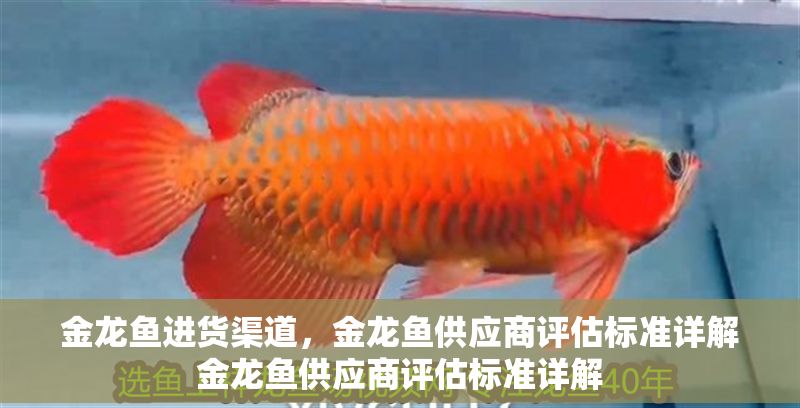 金龍魚進貨渠道，金龍魚供應商評估標準詳解金龍魚供應商評估標準詳解