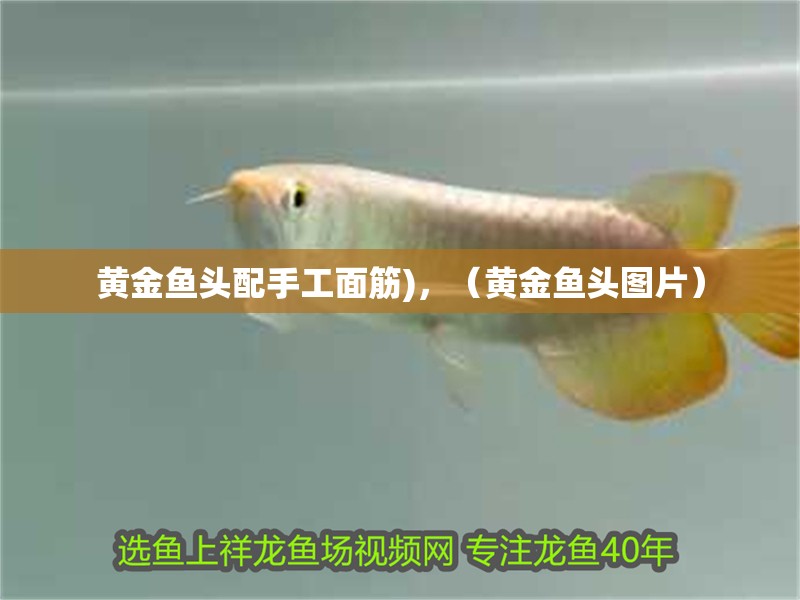 黃金魚頭配手工面筋)，（黃金魚頭圖片）