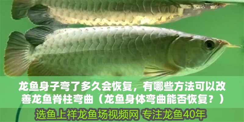 龍魚身子彎了多久會恢復(fù)，有哪些方法可以改善龍魚脊柱彎曲（龍魚身體彎曲能否恢復(fù)？）