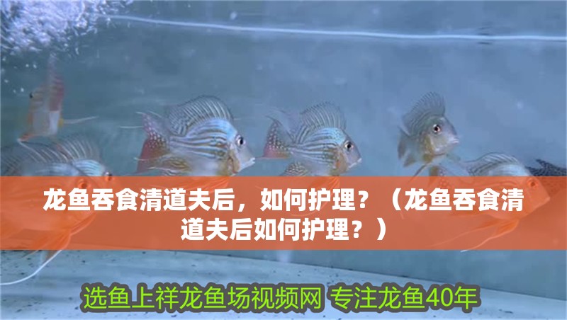 龍魚吞食清道夫后，如何護理？（龍魚吞食清道夫后如何護理？） 龍魚吞食清道夫后，如何護理？（龍魚吞食清道夫后如何護理？） 龍魚百科