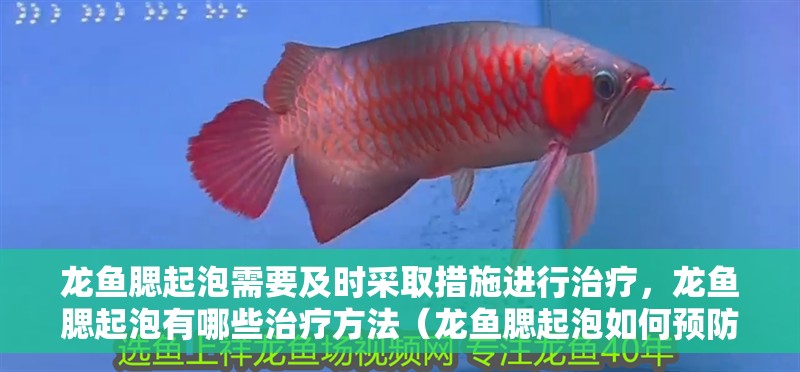 龍魚腮起泡需要及時采取措施進行治療，龍魚腮起泡有哪些治療方法（龍魚腮起泡如何預防？）