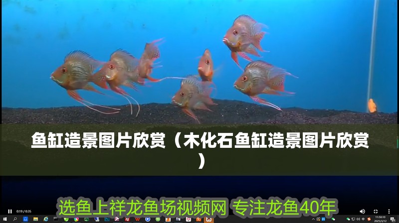 魚缸造景圖片欣賞（木化石魚缸造景圖片欣賞）