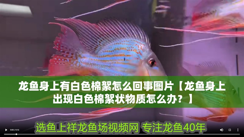 龍魚身上有白色棉絮怎么回事圖片【龍魚身上出現(xiàn)白色棉絮狀物質(zhì)怎么辦？】