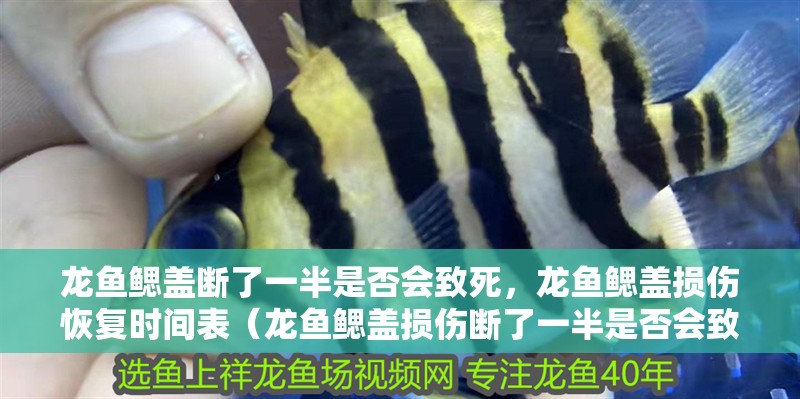 龍魚鰓蓋斷了一半是否會(huì)致死，龍魚鰓蓋損傷恢復(fù)時(shí)間表（龍魚鰓蓋損傷斷了一半是否會(huì)致死） 龍魚鰓蓋斷了一半是否會(huì)致死，龍魚鰓蓋損傷恢復(fù)時(shí)間表（龍魚鰓蓋損傷斷了一半是否會(huì)致死） 龍魚百科