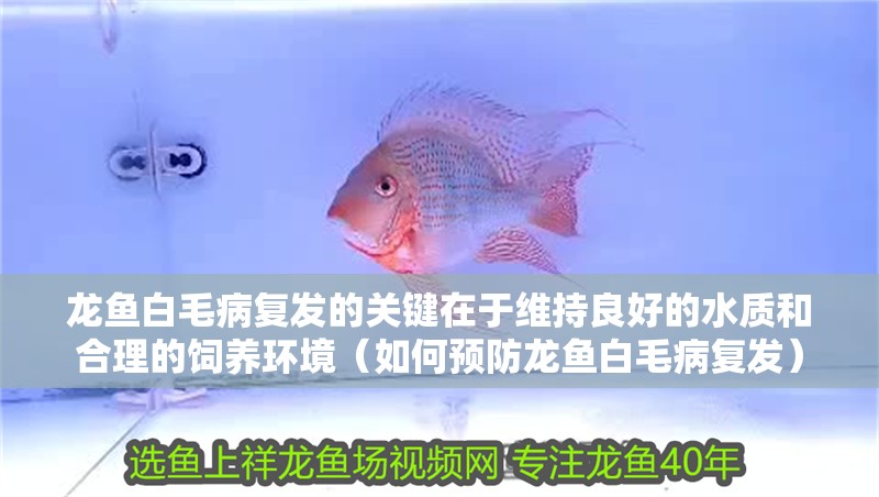 龍魚白毛病復發的關鍵在于維持良好的水質和合理的飼養環境（如何預防龍魚白毛病復發）