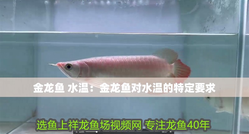 金龍魚 水溫：金龍魚對水溫的特定要求