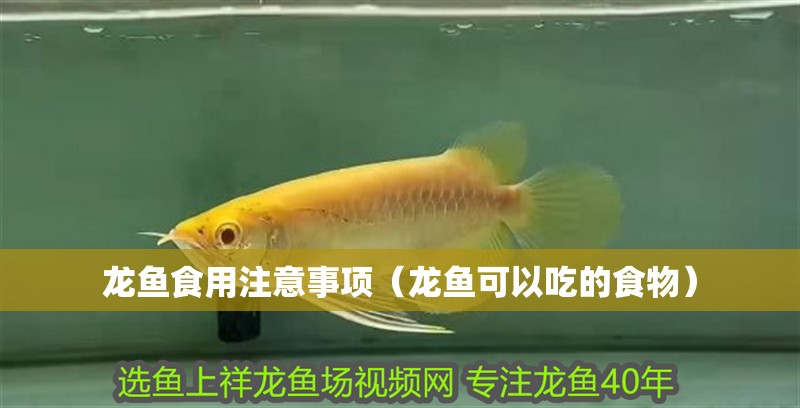 龍魚食用注意事項（龍魚可以吃的食物）