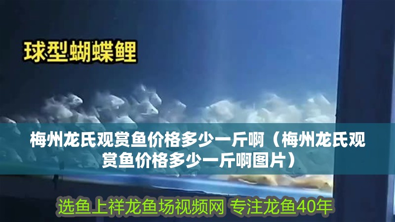 梅州龍氏觀賞魚(yú)價(jià)格多少一斤啊（梅州龍氏觀賞魚(yú)價(jià)格多少一斤啊圖片）