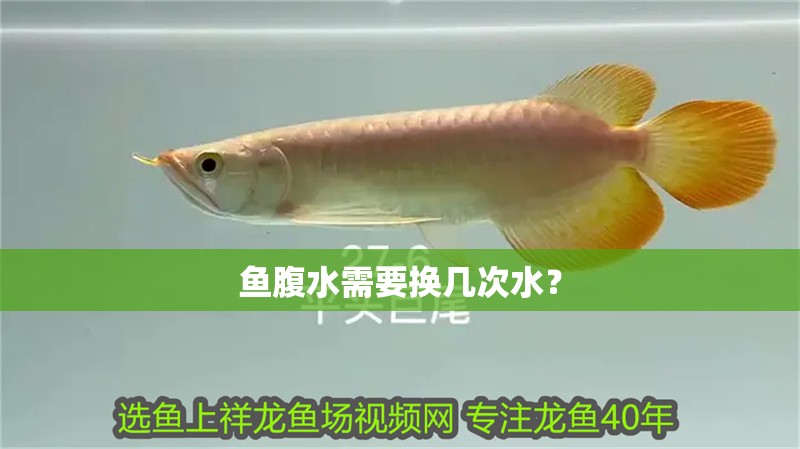 魚腹水需要換幾次水？
